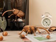 MAKEBUG 3D papīra puzle Weevil, MB-B-0004