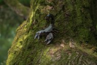 MAKEBUG 3D papīra puzle Forest scorpion, MB-D-0053