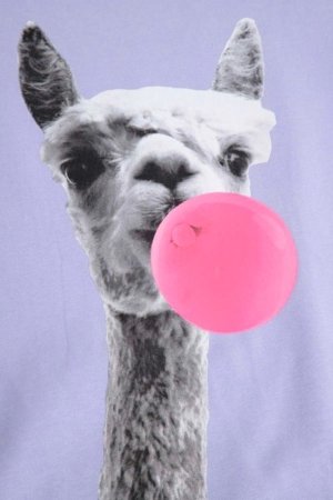 COCCODRILLO t-krekls ar īsam piedurknēm, violeti, WC6143217VGB-016-110, 110 izmērs 