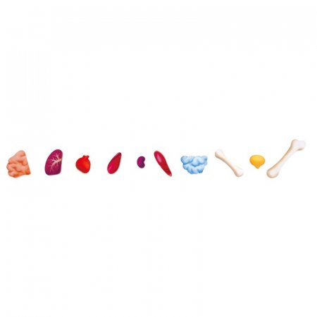HAPE human body puzzle, E1635 E1635