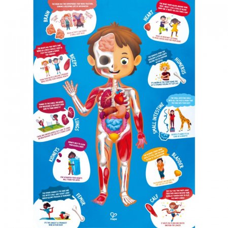 HAPE human body puzzle, E1635 E1635