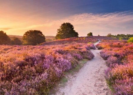 RAVENSBURGER PUZZLE puzle Rozā taka, 1000 gab., 12001763 9 