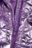 COCCODRILLO jakete OUTERWEAR GIRL KIDS, violeta, cm 