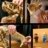 76968 LEGO® Jurassic World™ Dinozauru fosilijas: Tiranozaurs 